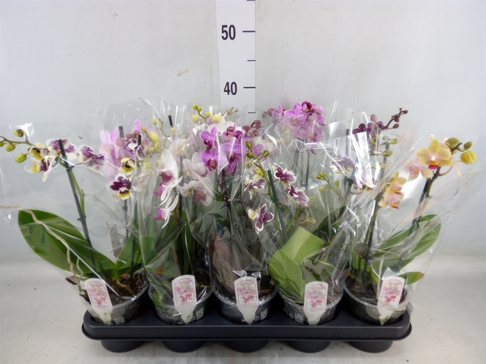 <h4>Phalaenopsis multi.   ...mix  4</h4>