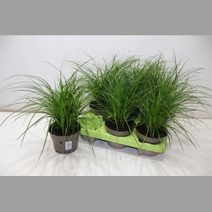 Carex Brunnea