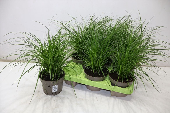 <h4>Carex Brunnea</h4>