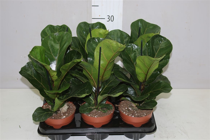 Ficus Lyrata