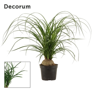 Beaucarnea bol 14 cm (Decorum)