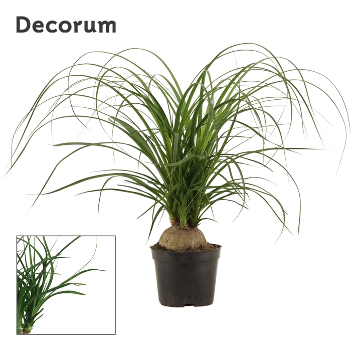 <h4>Beaucarnea bol 14 cm (Decorum)</h4>