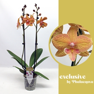 Anastasia 2-tak 60cm (GROEN)