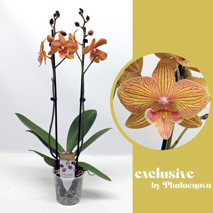 <h4>Anastasia 2-tak 60cm (GROEN)</h4>