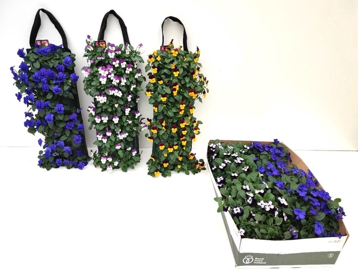 <h4>VIO CO EM GEM</h4>