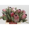 Protea Barbigera Air