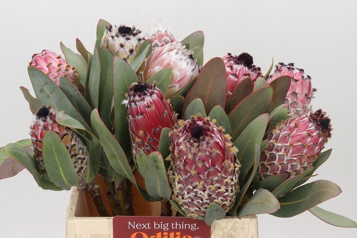 Protea Barbigera Air