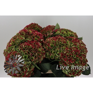 Hydrangea mag opal classic