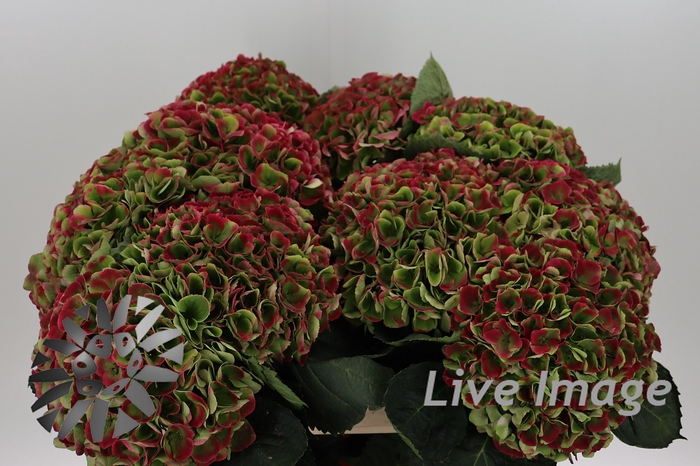 <h4>Hydrangea mag opal classic</h4>