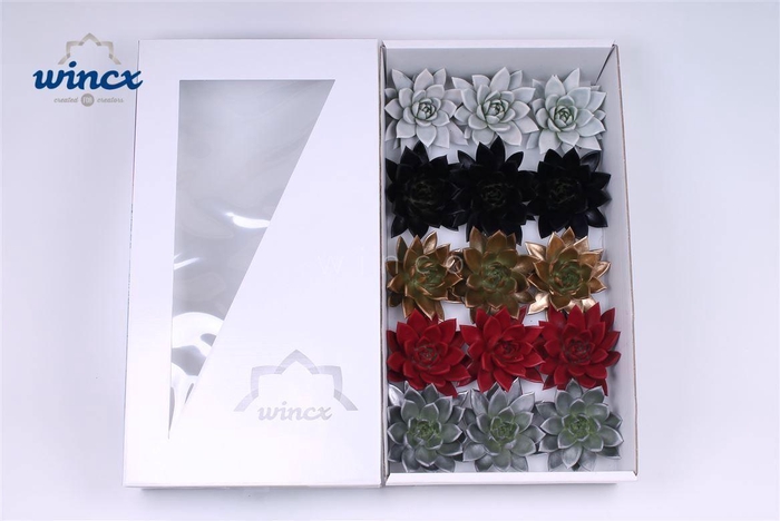 Echeveria Paint Christmas Mix (wincx) Cutfl