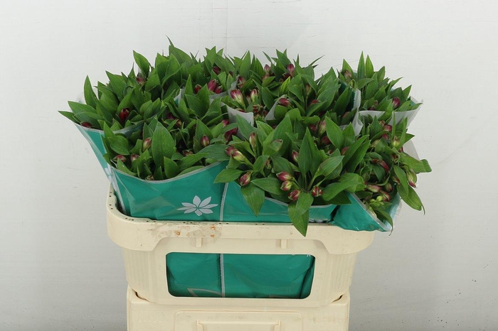 <h4>Alstr Noize</h4>