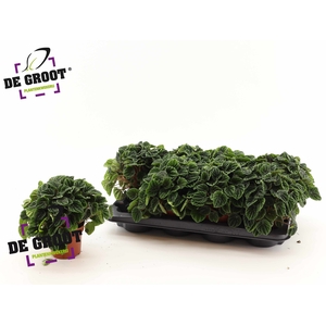 .Peperomia caperata lilian