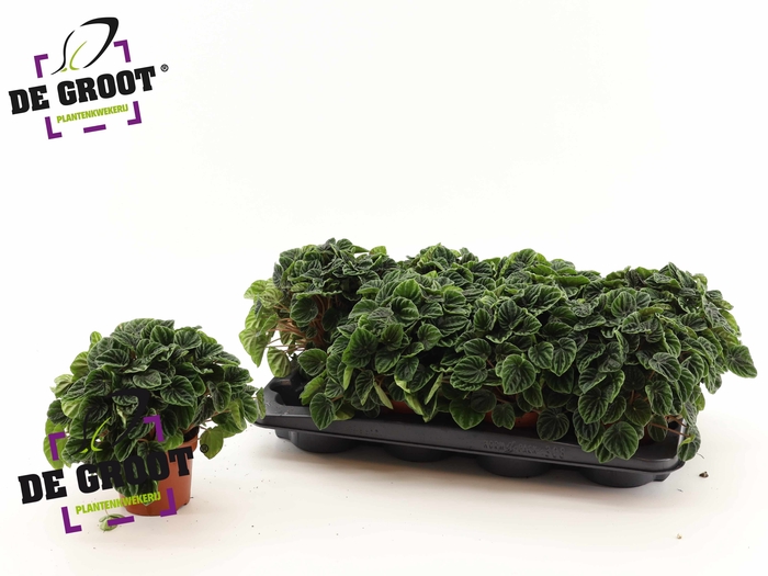 <h4>.Peperomia caperata lilian</h4>