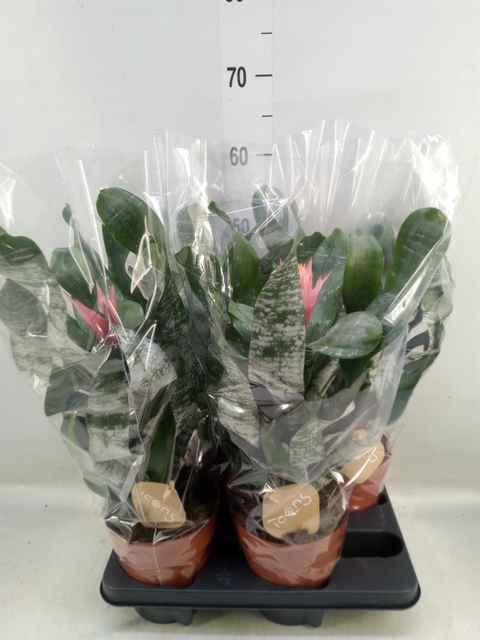 <h4>Aechmea   ...</h4>