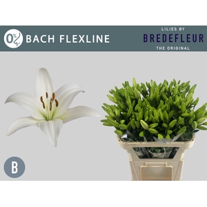 LI LA BACH FLEXLINE