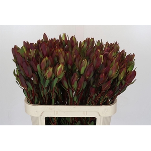 Leucadendron Senorita Spray