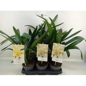 Clivia miniata var. citrina