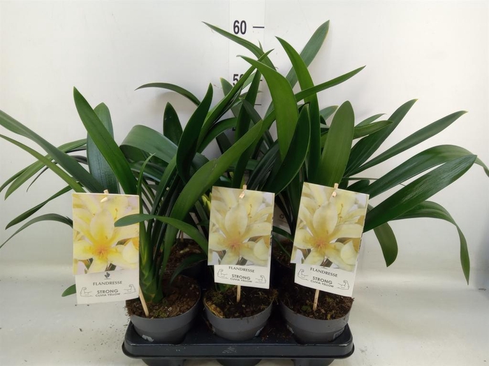 <h4>Clivia miniata var. citrina</h4>