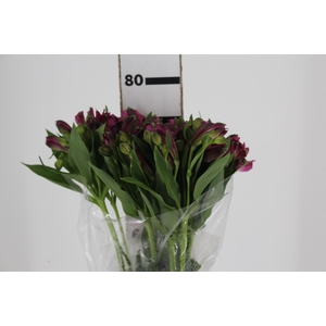 ALSTROEMERIA NAPOLI 080 CM