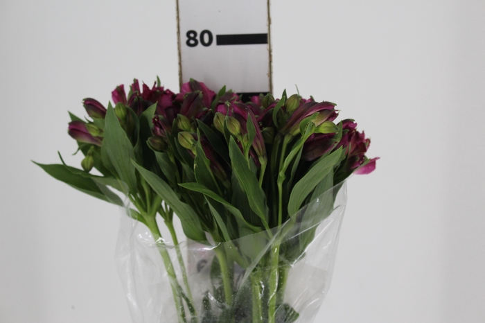ALSTROEMERIA NAPOLI 080 CM
