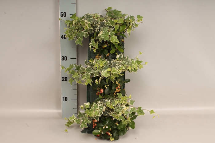 <h4>Wandhangers Gaultheria Hedera</h4>