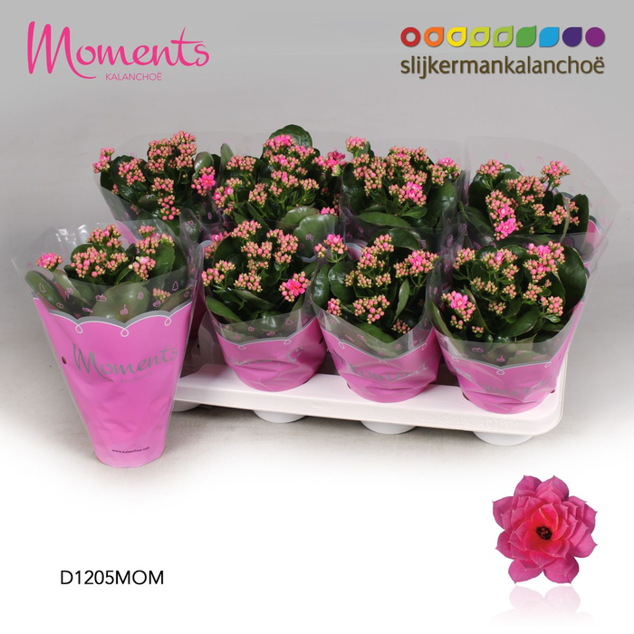 <h4>Kalanchoë Moments - Pink P12</h4>