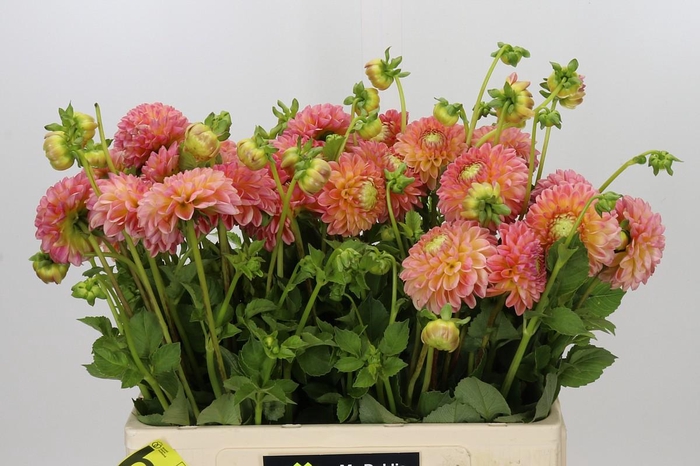 <h4>Dahlia LatTe</h4>