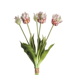 Af Tulip Parrot X5 L40cm Pi/gr