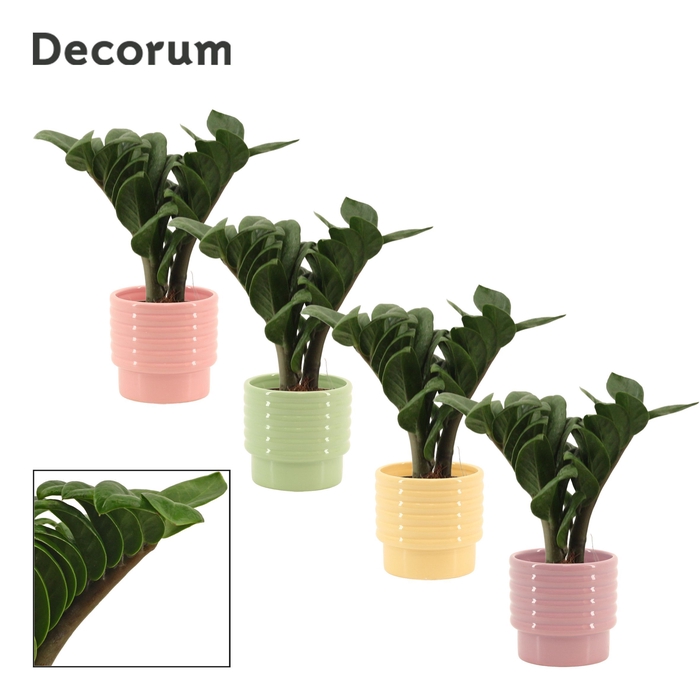 <h4>Zamioculcas Zenzi V-leaf 9 cm, 2 veren in Naemi (Tasty bubble-co</h4>