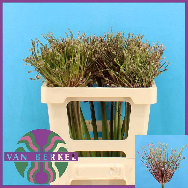 <h4>ALLIUM SCHUBERTII</h4>