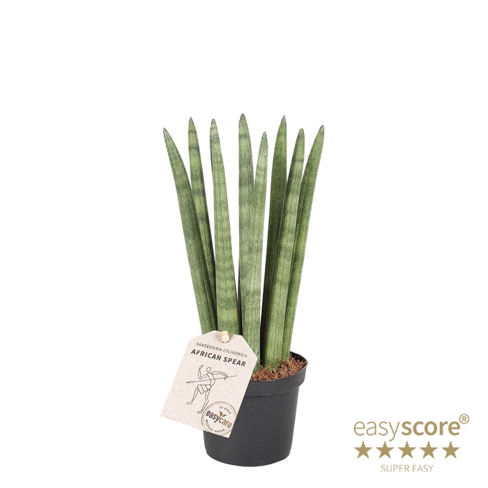 <h4>SANSEVIERIA CYLINDRICA P9 STRAIGHT</h4>