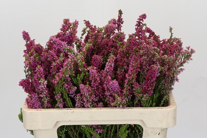 <h4>Cape Green Erica Bella</h4>