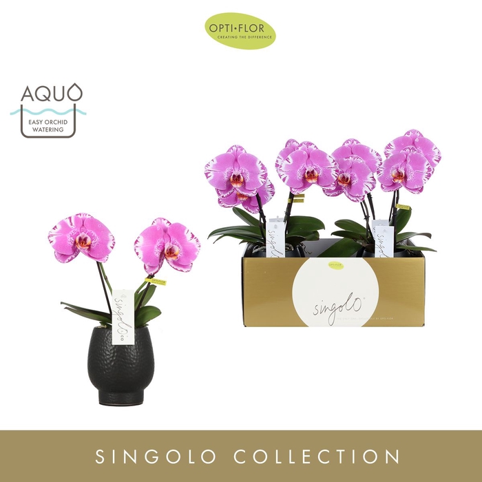 Phalaenopsis overig paars (meerdere