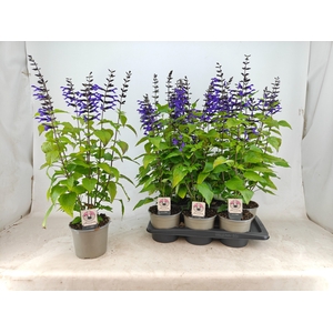 SALVIA OV