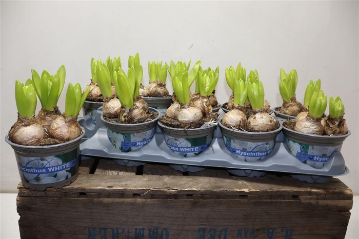 <h4>Hyacin White Pearl</h4>