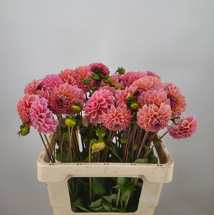 <h4>DAHL LINDAS BABY</h4>