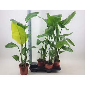 Strelitzia Nicolai 17Ø 100cm