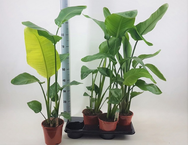 Strelitzia Nicolai 17Ø 100cm