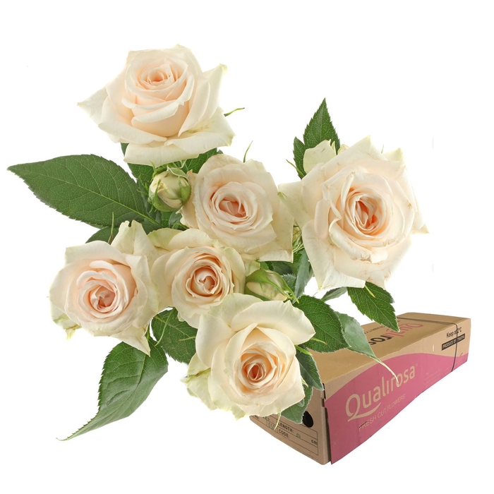 <h4>R Tr Super Bubbles -in box</h4>