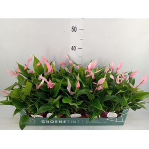 Anthurium andr. 'Lilli'