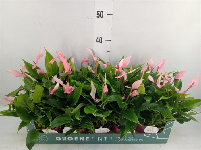 <h4>Anthurium andr. 'Lilli'</h4>