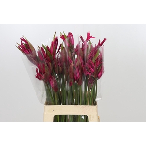 Nerine Lilac