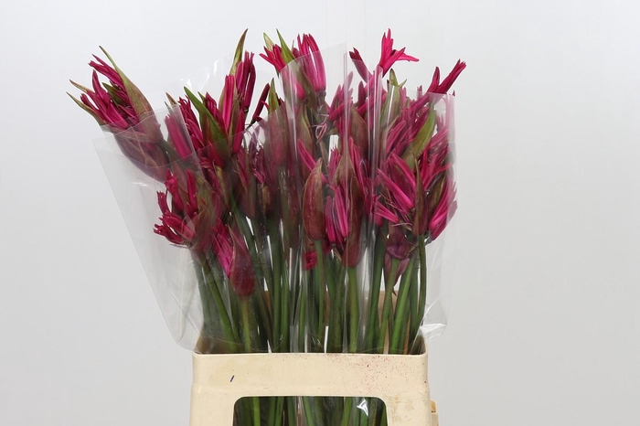 <h4>Nerine Lilac</h4>