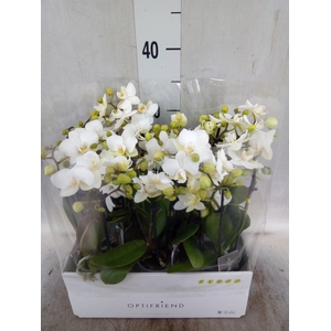 Phalaenopsis multi.   ...white