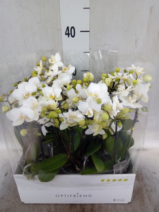 Phalaenopsis multi.   ...white