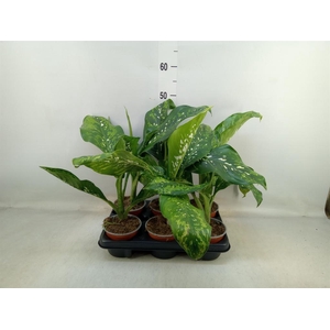 Dieffenbachia