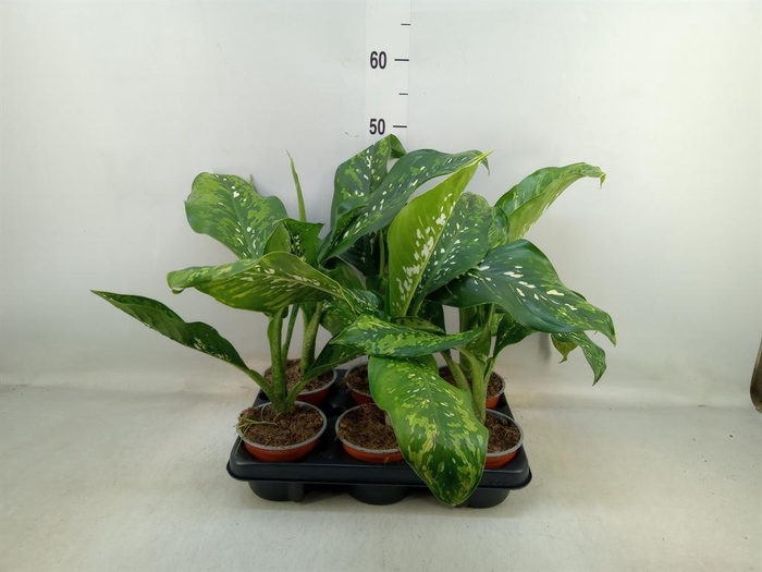 <h4>Dieffenbachia</h4>