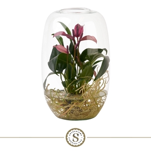 Aqua Roots Atlantis Zizou