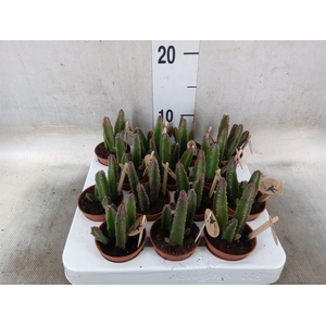 Rhipsalis   ...mix