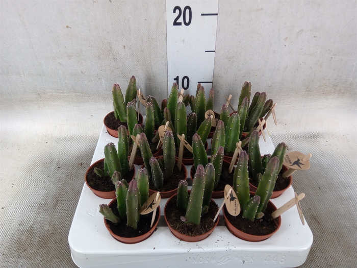 <h4>Rhipsalis   ...mix</h4>